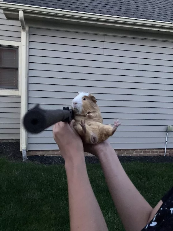 Hilarious wild and domestic animals - #10 