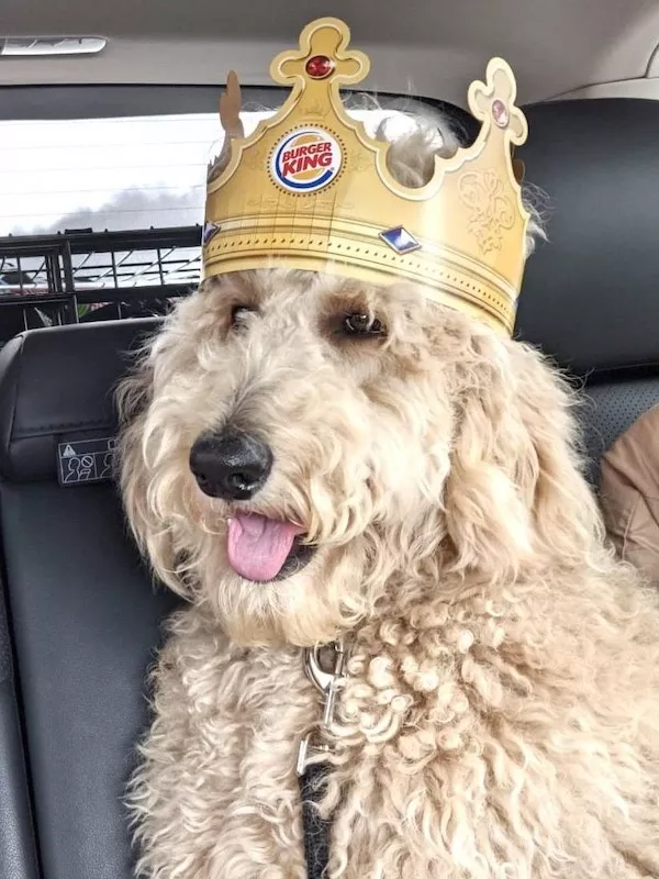 Hilarious wild and domestic animals - #13 
