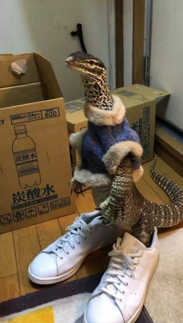 Hilarious wild and domestic animals - #15 
