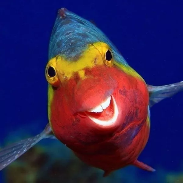 Hilarious wild and domestic animals - #16 