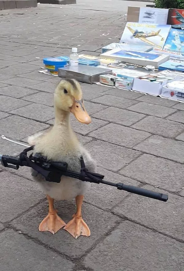 Hilarious wild and domestic animals - #17 
