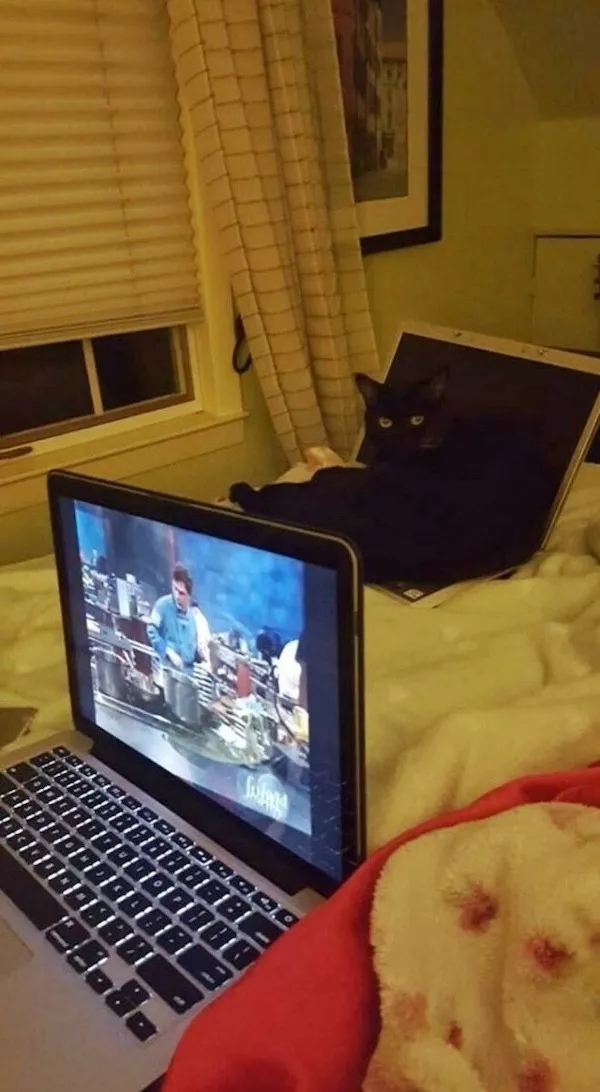 Hilarious wild and domestic animals - #18 