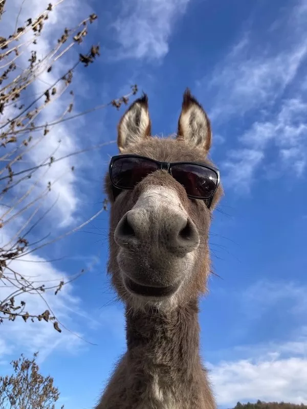 Hilarious wild and domestic animals - #20 