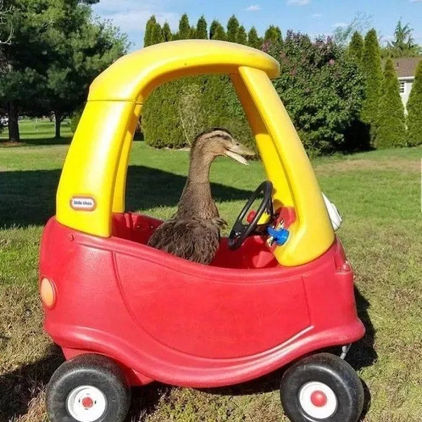 Hilarious wild and domestic animals - #21 Hilarious wild and domestic animals - #21
