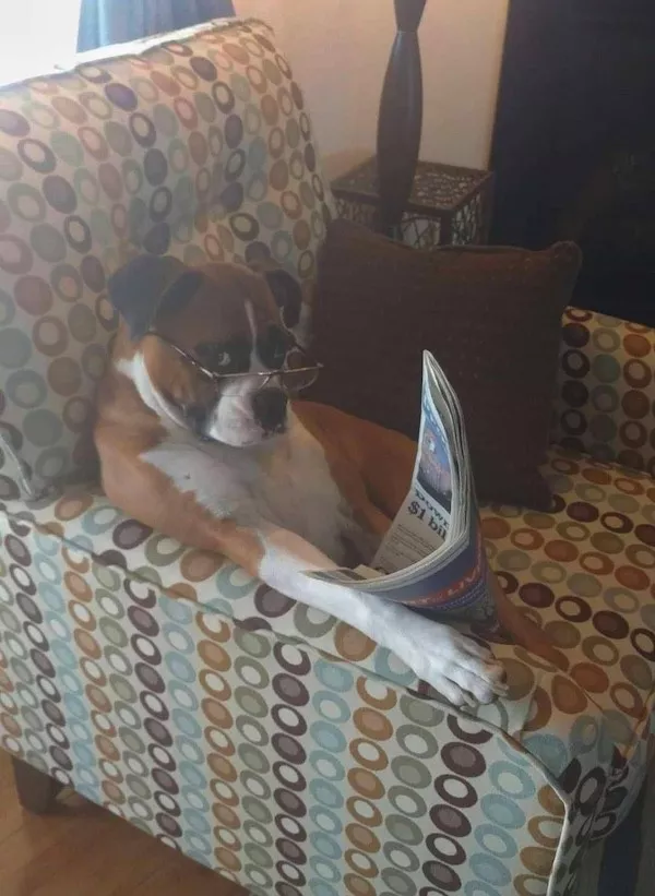 Hilarious wild and domestic animals - #25 Hilarious wild and domestic animals - #25