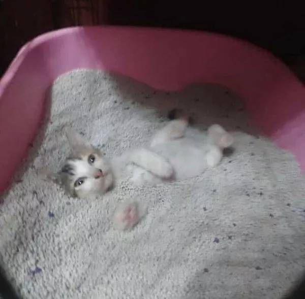 Hilarious wild and domestic animals - #26 Hilarious wild and domestic animals - #26