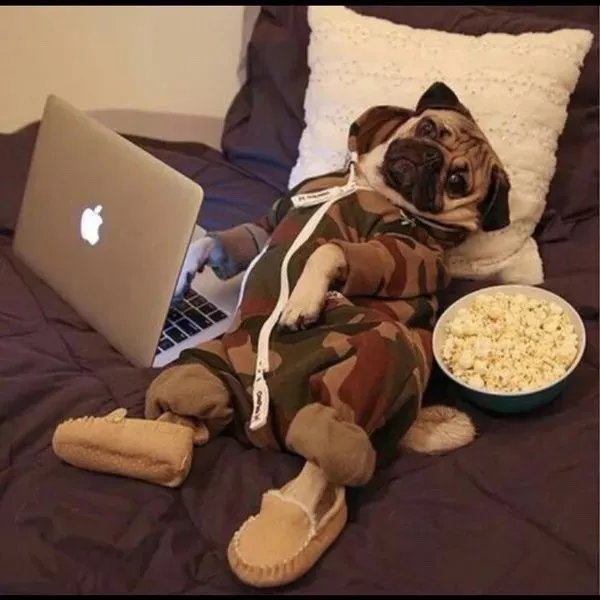 Hilarious wild and domestic animals - #29 Hilarious wild and domestic animals - #29