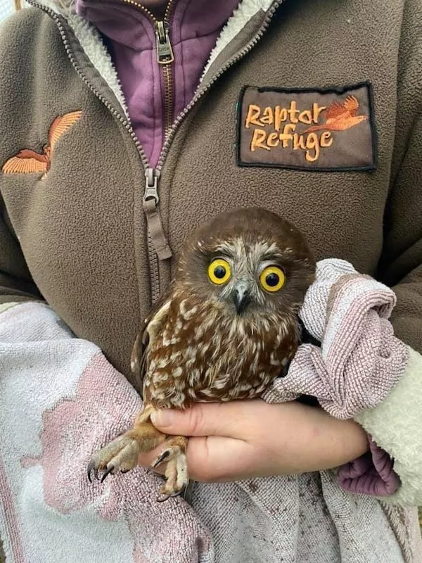 Hilarious wild and domestic animals - #3 