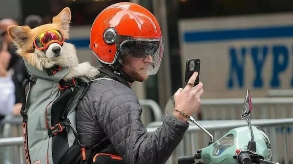 Hilarious wild and domestic animals - #32 Hilarious wild and domestic animals - #32