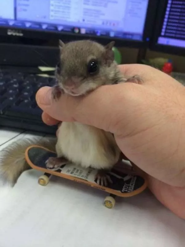 Hilarious wild and domestic animals - #36 Hilarious wild and domestic animals - #36