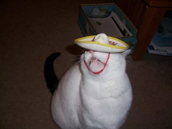 Hilarious wild and domestic animals - #38 Hilarious wild and domestic animals - #38