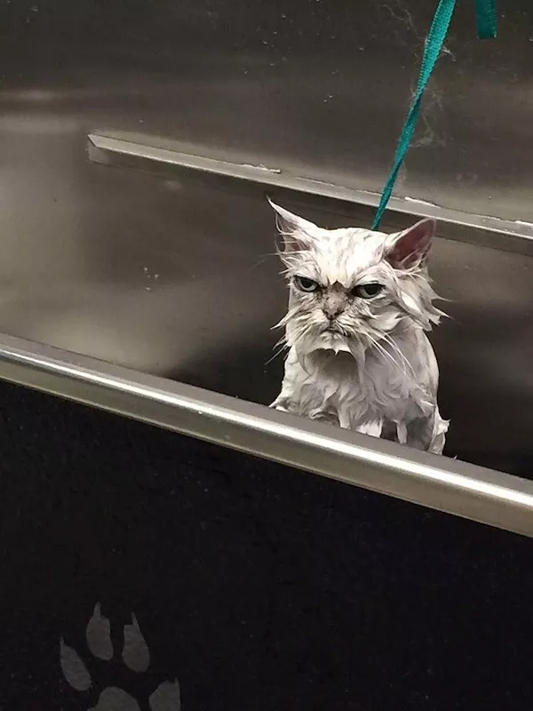 Hilarious wild and domestic animals - #39 Hilarious wild and domestic animals - #39