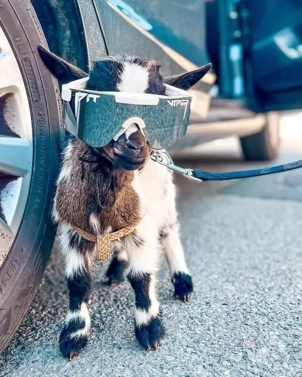 Hilarious wild and domestic animals - #4 