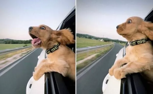 Hilarious wild and domestic animals - #47 Hilarious wild and domestic animals - #47