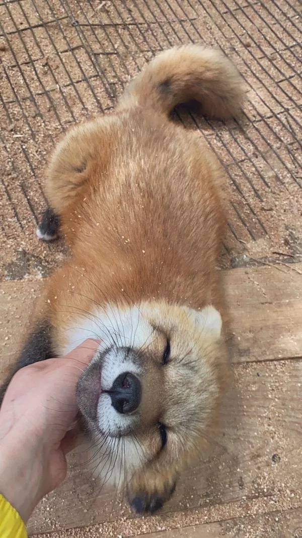 Hilarious wild and domestic animals - #6 