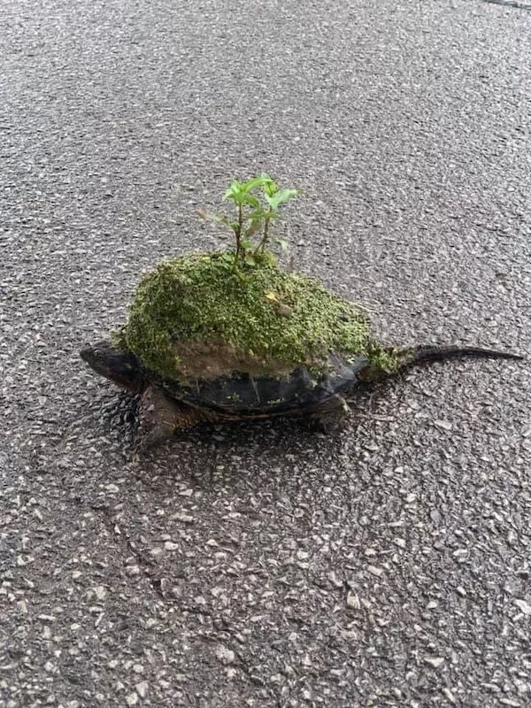 Hilarious wild and domestic animals - #7 