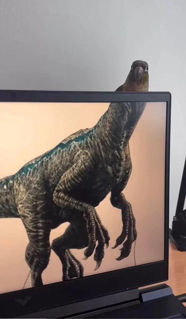 The internets source of pure confusion - #4 