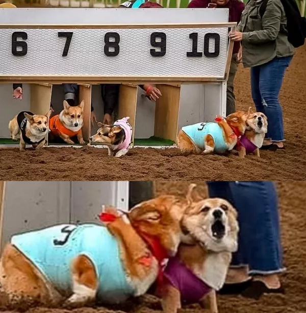 The internets source of pure confusion - #8 