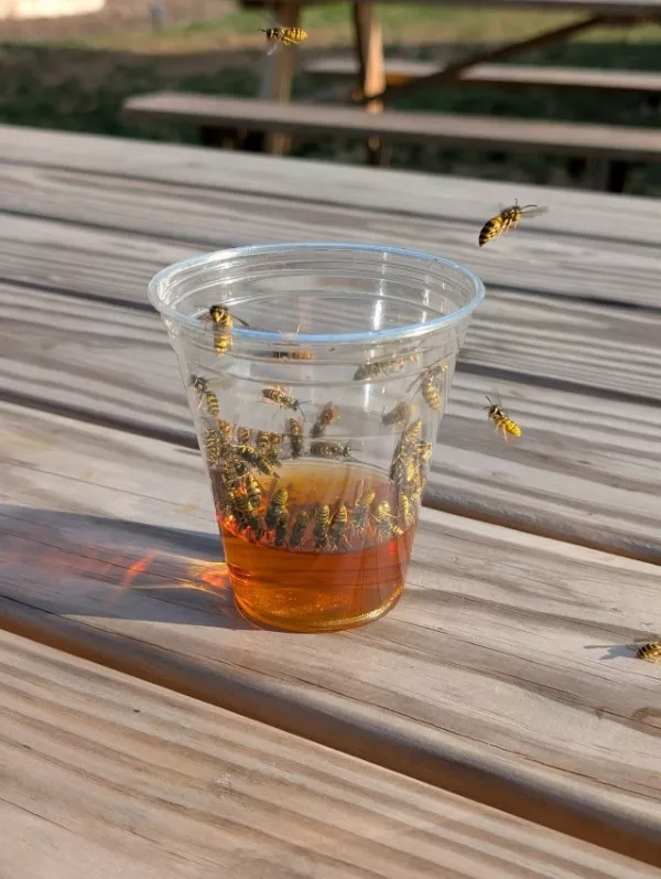 An interesting escape from the mundane - #10 These wasps are enjoying a nice pint