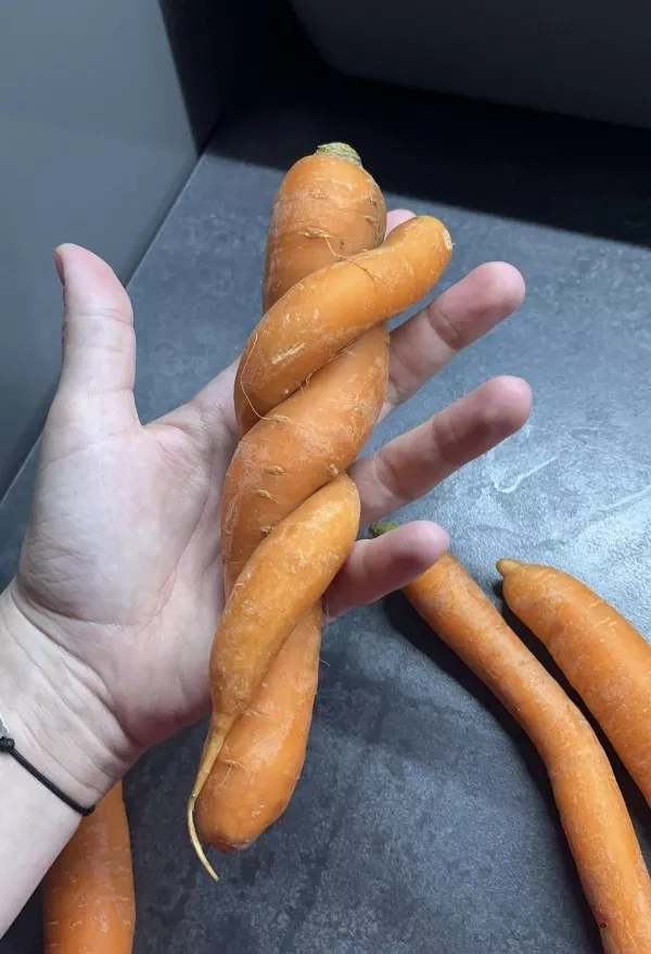 An interesting escape from the mundane - #15 This carrot grew wrapped around another carrot