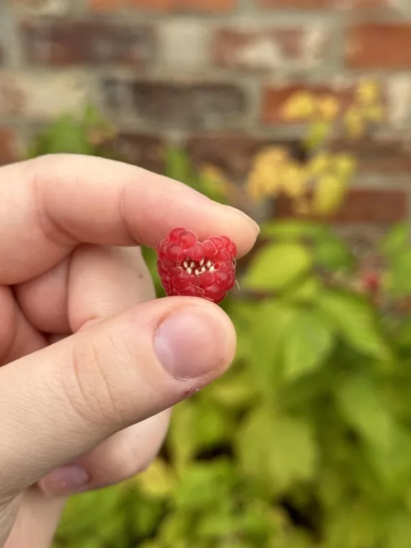 Quand la vie est terne ces choses brillent - #22 Une framboise avec des graines qui ressemblent à des dents Quand la vie est terne ces choses brillent - #22 Une framboise avec des graines qui ressemblent à des dents