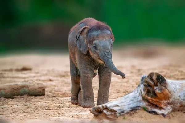 Mind blowing facts to supercharge your brain - #11 Elephants have the longest gestation period on Earth