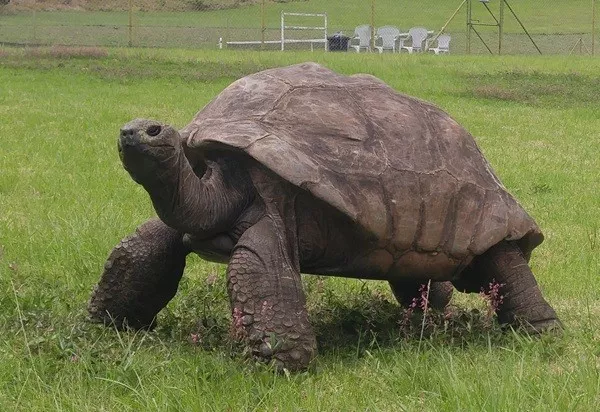 Mind blowing facts to supercharge your brain - #7 Jonathan the Tortoise is the oldest living land mammal