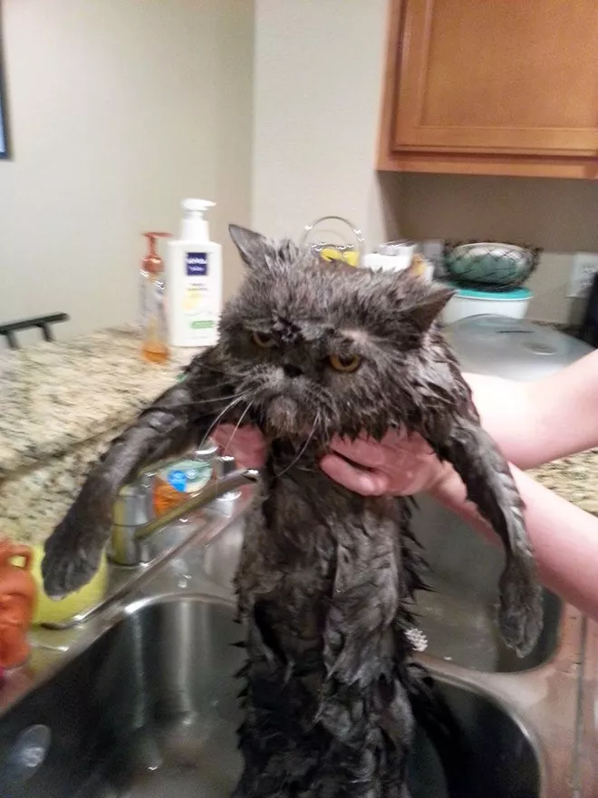 Hilarious memes for a less depressing day - #8 