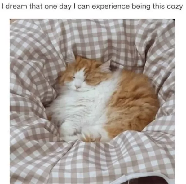 A daily dose of wholesome goodness and joy