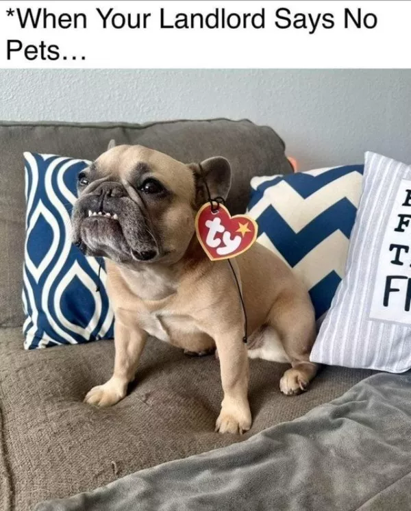 A daily dose of wholesome goodness and joy - #9 