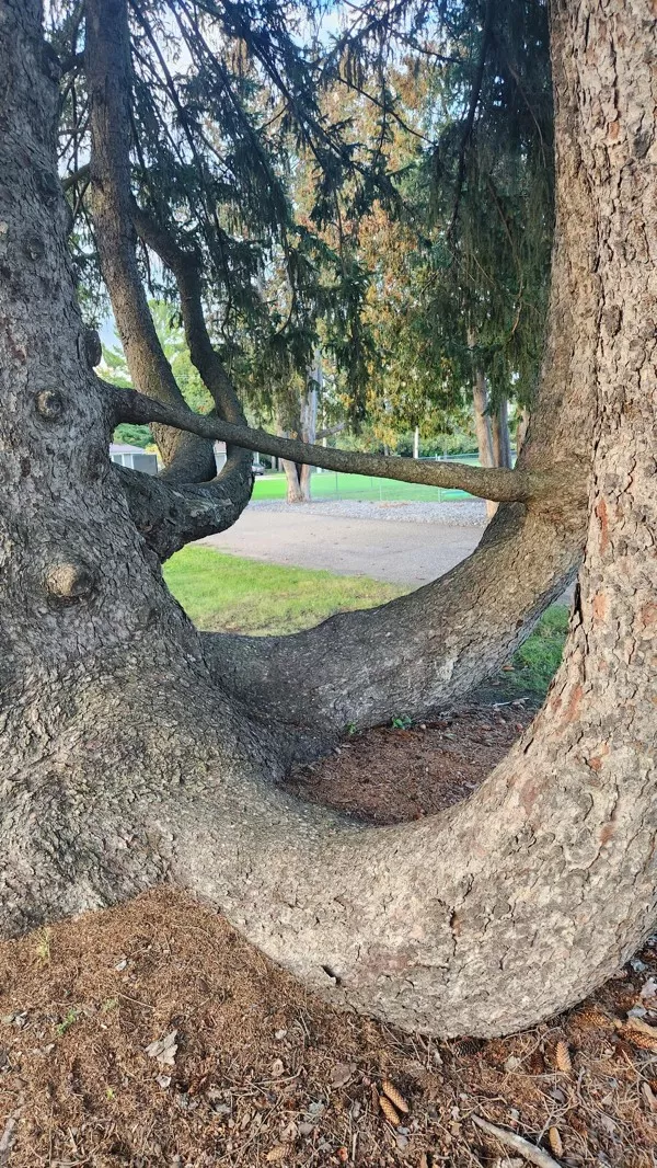 Ces photos qui ne vous laisseront pas indifferent - #10 Cette branche est connectée à l'arbre des deux côtés