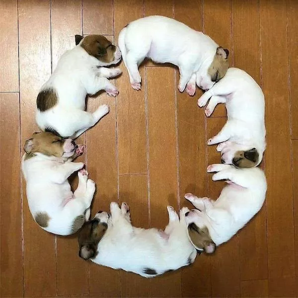 Dogs an endless source of entertainment - #1 
