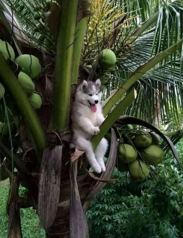 Dogs an endless source of entertainment - #10 