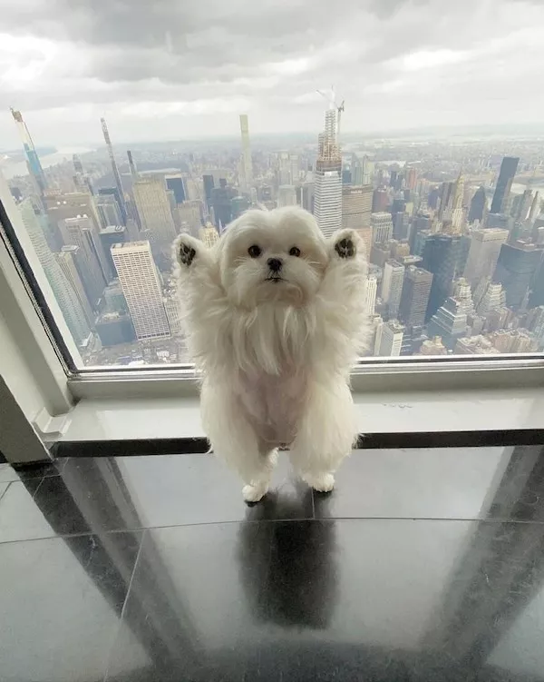 Dogs an endless source of entertainment - #11 
