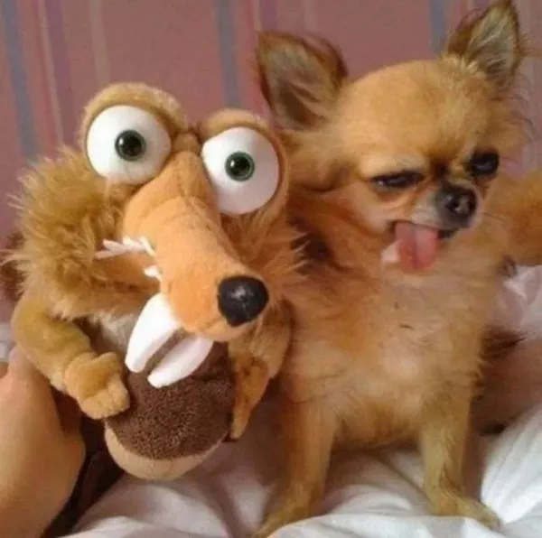 Dogs an endless source of entertainment - #12 