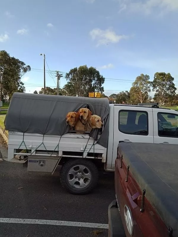 Dogs an endless source of entertainment - #14 