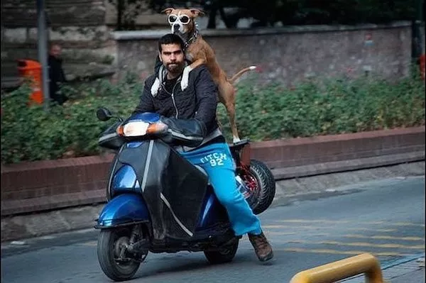 Dogs an endless source of entertainment - #15 