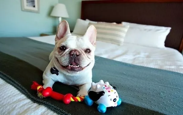 Dogs an endless source of entertainment - #16 