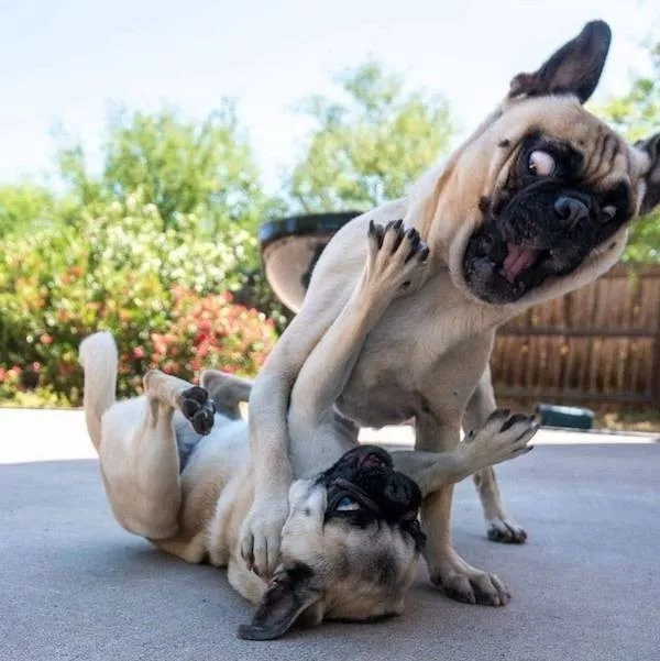 Dogs an endless source of entertainment - #17 