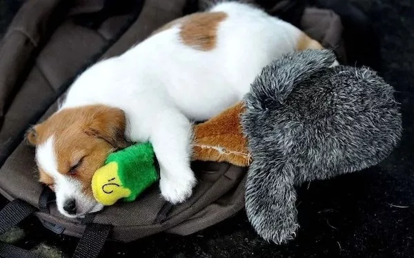 Chiens une source infinie de rires - #19 