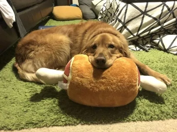 Dogs an endless source of entertainment - #2 