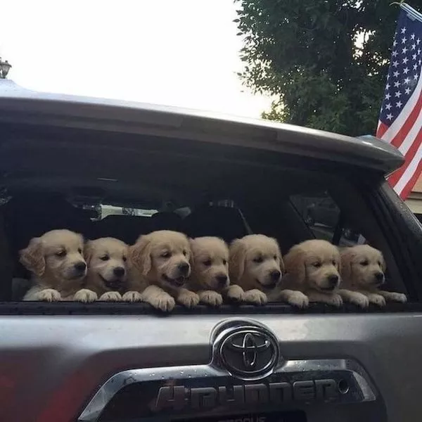 Dogs an endless source of entertainment - #20 