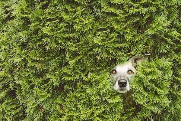 Dogs an endless source of entertainment - #21 