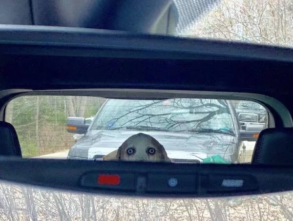Dogs an endless source of entertainment - #23 