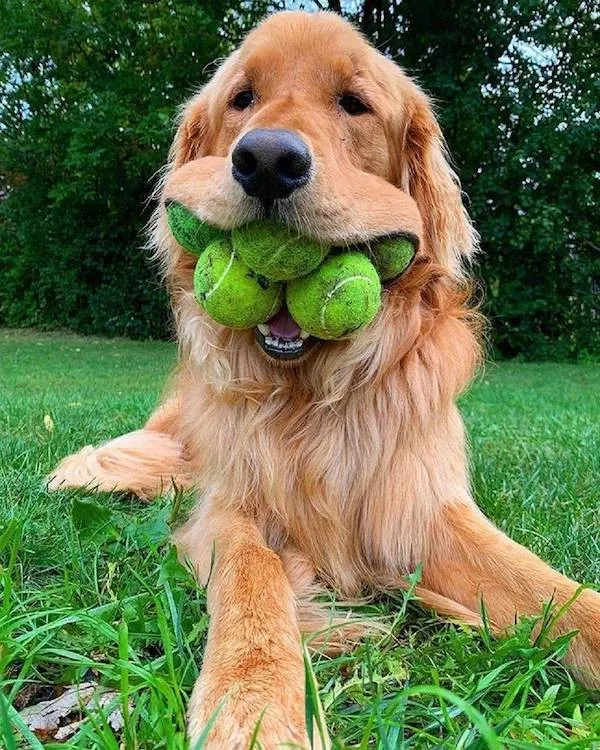 Dogs an endless source of entertainment - #24 