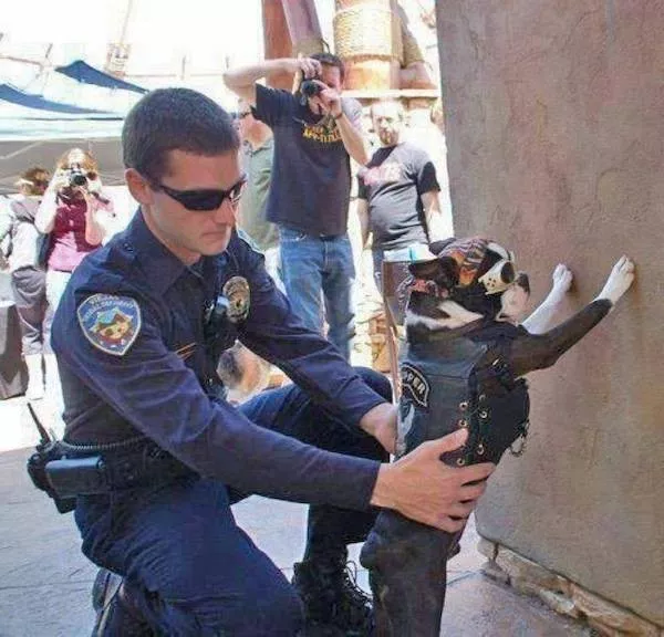 Dogs an endless source of entertainment - #25 