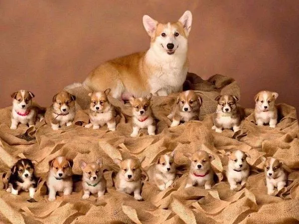Dogs an endless source of entertainment - #26 