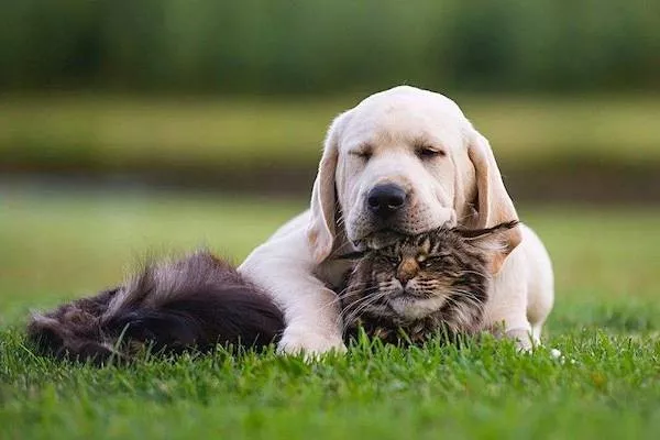 Dogs an endless source of entertainment - #29 