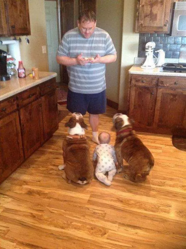 Dogs an endless source of entertainment - #30 
