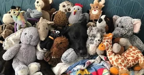 Dogs an endless source of entertainment - #4 